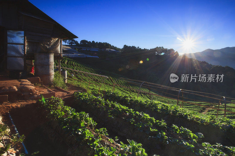 美丽的日出在草莓田在doi angkang，泰国清迈。